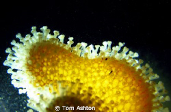 Backlit coral - St Abbs. Freediving. by Tom Ashton 